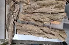 Arts and Crafts DIY Taxidermy supplies Tree Bark Display From Black Locust ~2lb