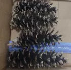 7 Real Pinecones Eastern White Pine Cones Natural Fresh Craft Supplies 5~7.5"