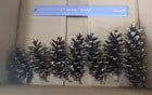 7 Real Pinecones Eastern White Pine Cones Natural Fresh Craft Supplies 5~7.5"